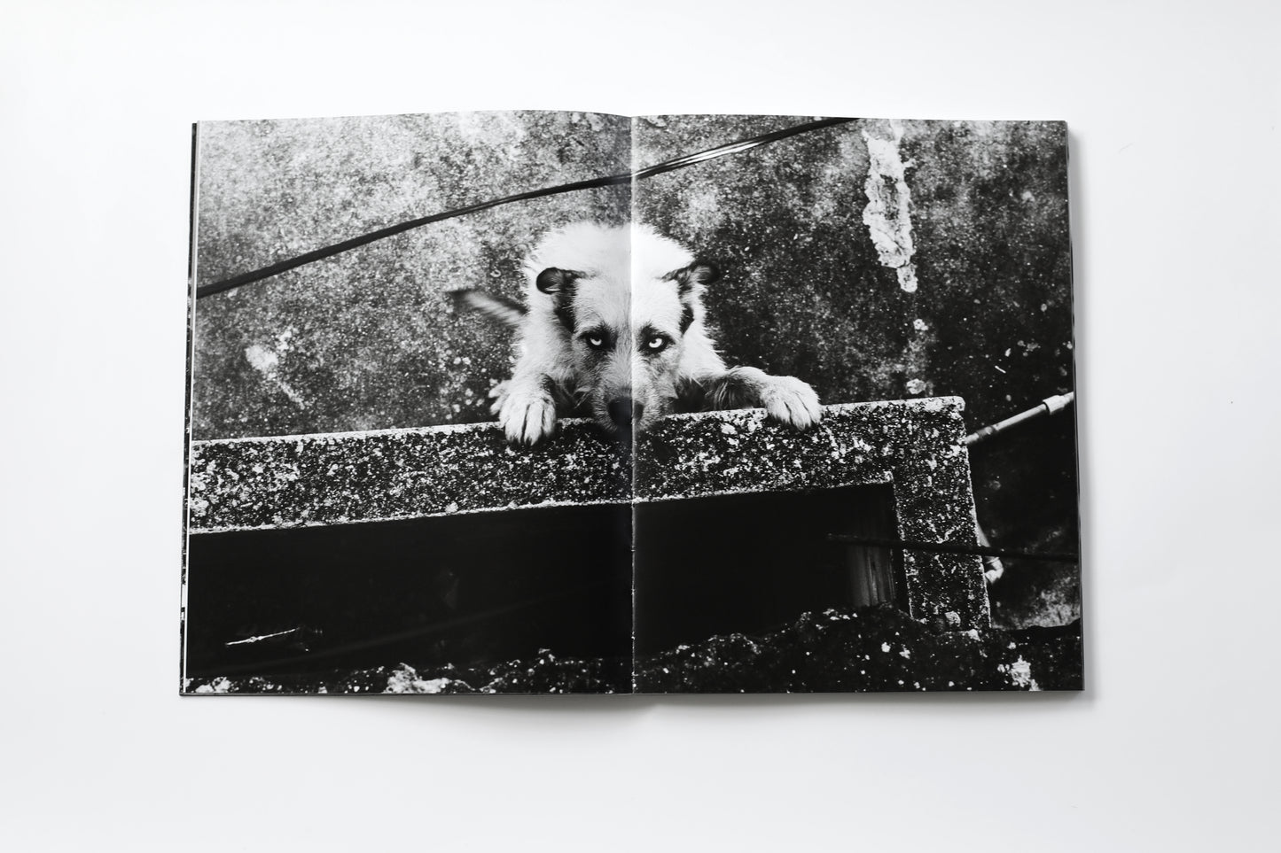 "RIO" by Boogie - Publication and Signed Print